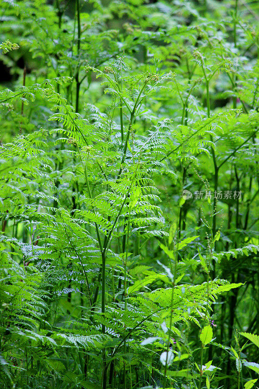 蕨类植物(蕨类植物)生长在林地的叶/叶上